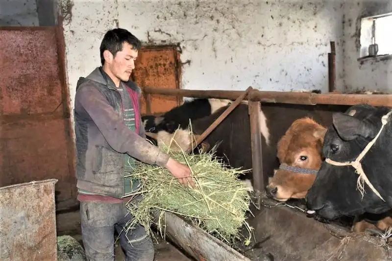 S dvýh korov nachınal delo fermer Týrkestanskoı oblastı