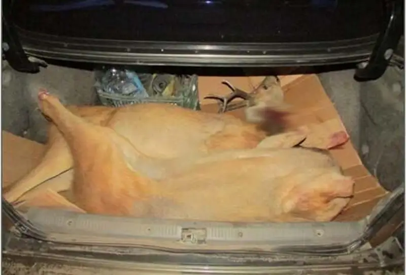 Туши сибирских косуль обнаружили в багажнике акмолинца