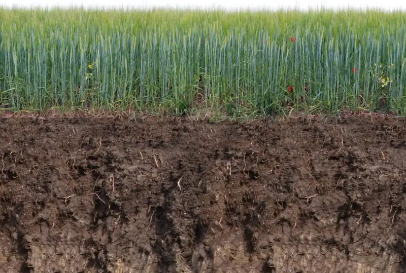 Синоптики сообщили о недостаточном запасе влаги в почвах зерносеющих районов ЗКО