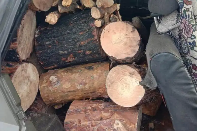 Сельчанин незаконно порубил сосны в Щербактинском районе