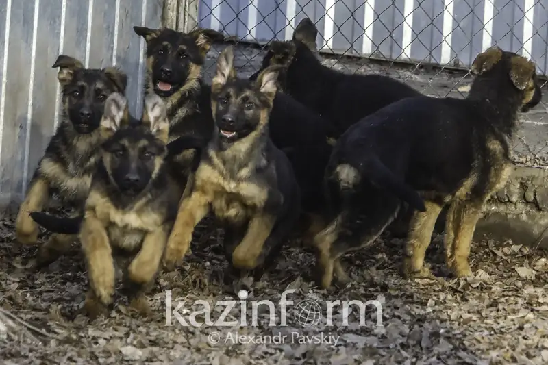 Aqmola oblysynda qyzmettik ıt adam óltirgen kúdiktini ustap berdi