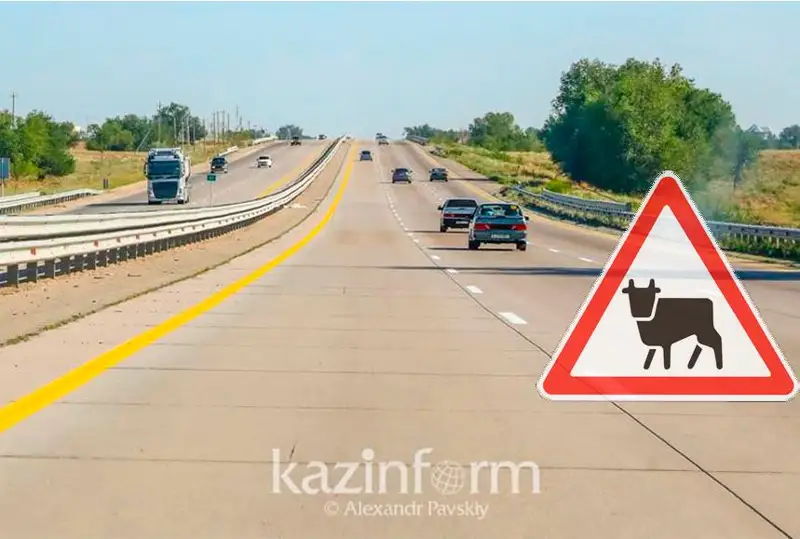 Светоотражающей аэрозолью планируется маркировать сельхозживотных в Казахстане