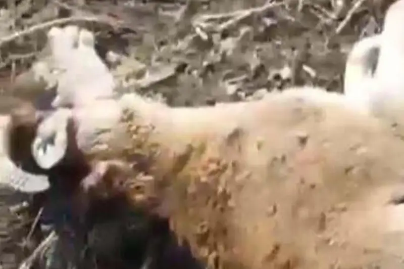 Taý arqaryn soıyp alǵan túrkistandyq qoıshy tergeýge alyndy