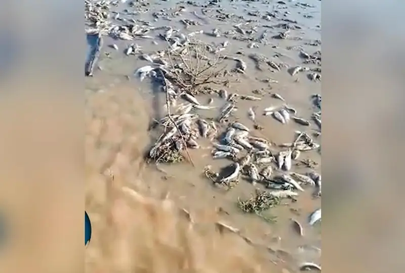 Причину гибели рыбы в одном из каналов назвали в Атырау