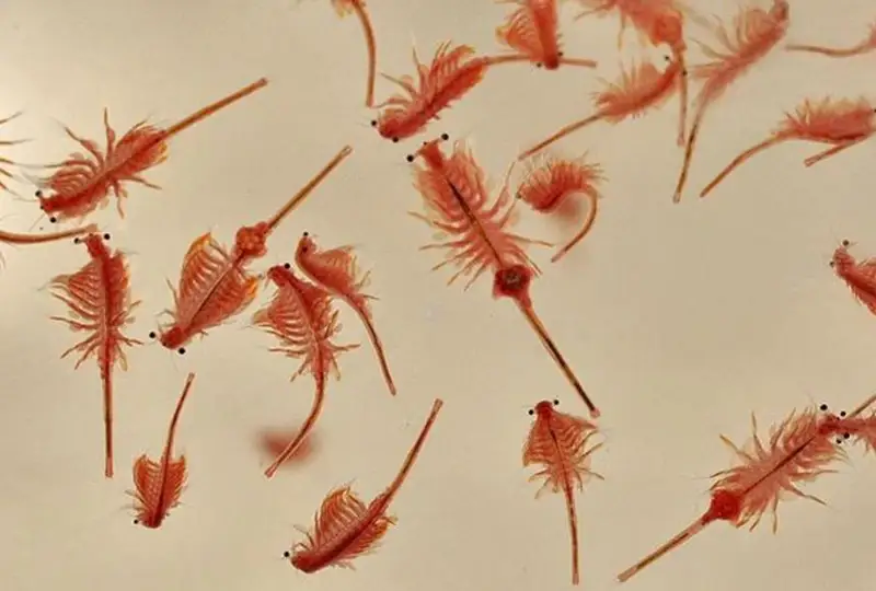 Миллионный штраф грозит за незаконную добычу ценного рачка жителям СКО