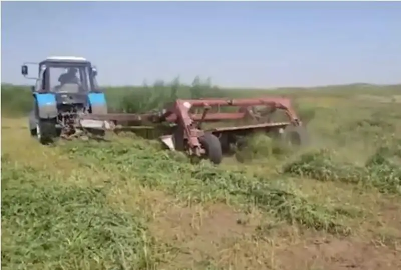 Более 60 тонн дикорастущей конопли уничтожили жамбылские полицейские