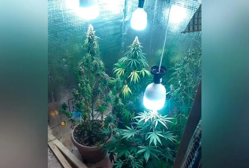 Рудничанин выращивал коноплю прямо в квартире
