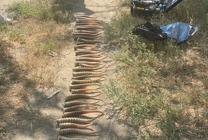 Oral turǵynynan 40 dana kıik múıizi tárkilendi