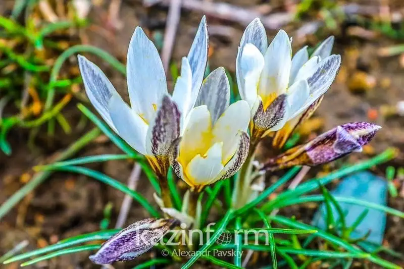 Подснежники расцвели близ Алматы