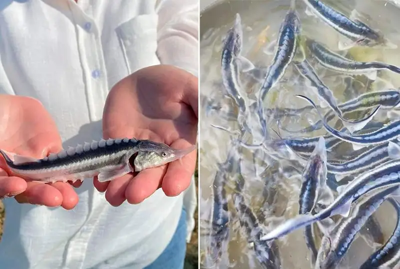 Выпустили 3,5 млн штук молоди осетровых видов рыб в реку Жайык - Минэкологии РК