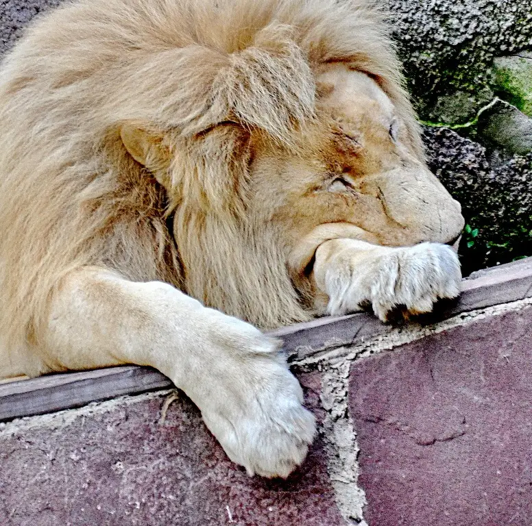 зообағында 