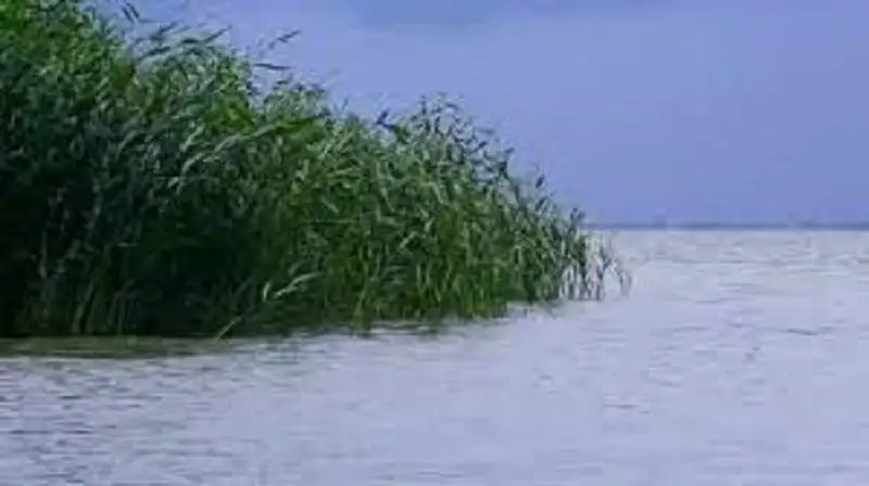 Заблудившегося в тростниковых зарослях у Каспия мужчину ищут в Атырауской области