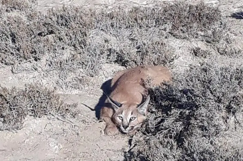 Хищные кошки попали в объектив в природном парке Мангистауской области