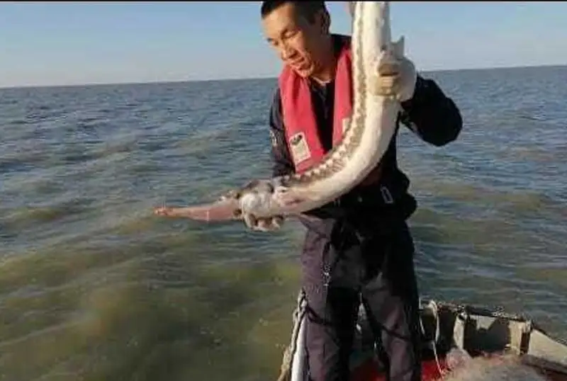 Пограничники выпустили из браконьерских сетей 100 особей осетровой рыбы в Мангистау