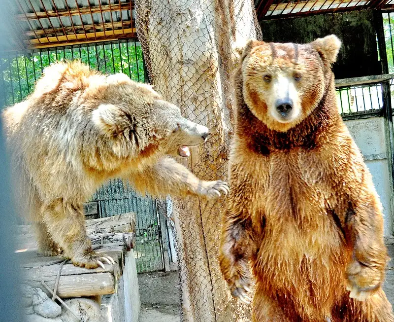 зообағында 