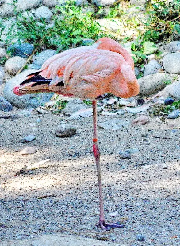 зообағында 