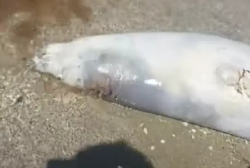 Тушу мертвого тюленя обнаружили на побережье Каспия