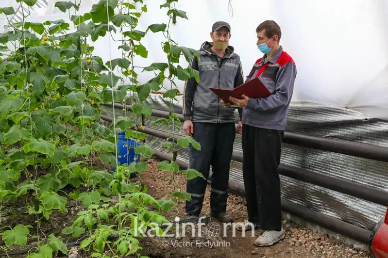 100 кг урожая в неделю получают осужденные, выращивая огурцы в теплице в Нур-Султане