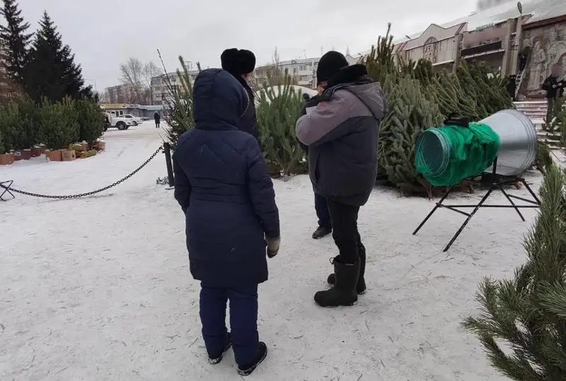 До 300 тысяч тенге грозит штраф за вырубленную елочку в СКО