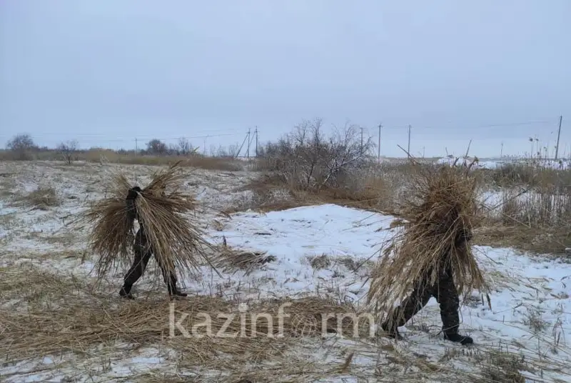 Чистить русла рек от заросшего камыша начали в Актобе