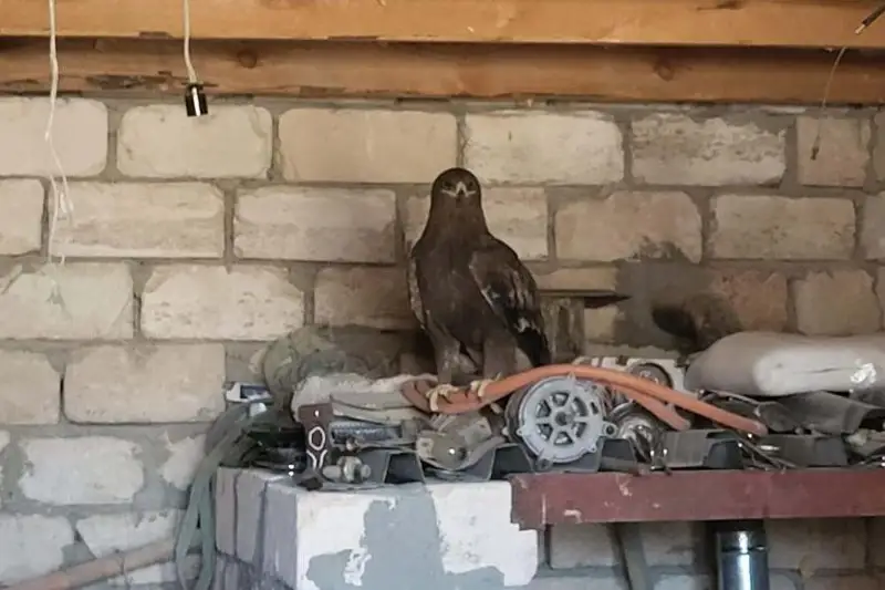 Краснокнижного беркута изъяли у жителя Мангистау