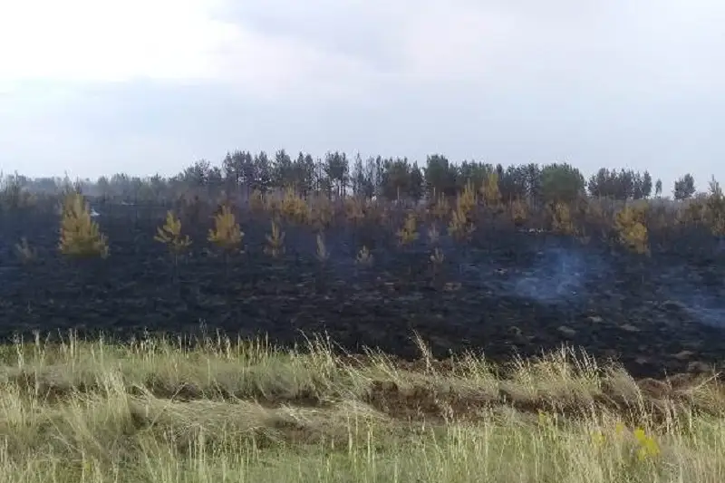 Ertis ormanynda 100 gektar aýmaqty sharpyǵan órt sóndirildi