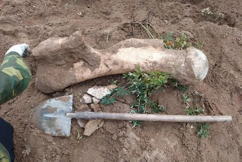 اقمولا وبلىسىندا مامونتتىڭ سۇيەگى تابىلدى