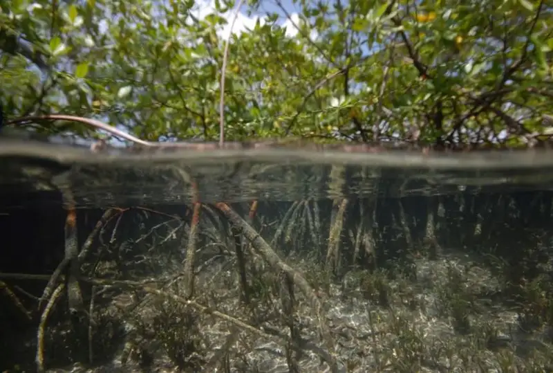 Самую большую в мире бактерию нашли в карибском мангровом болоте