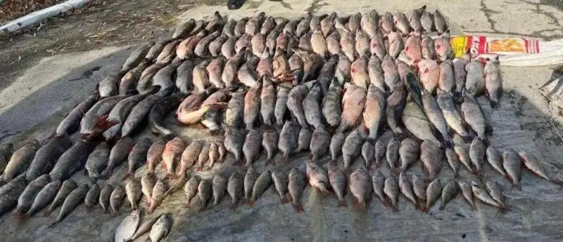 Улов в 176 кг рыбы изъяли у браконьеров полицейские в Актюбинской области