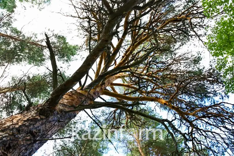 Леса в Германии вымирают из-за нашествия жука-короеда