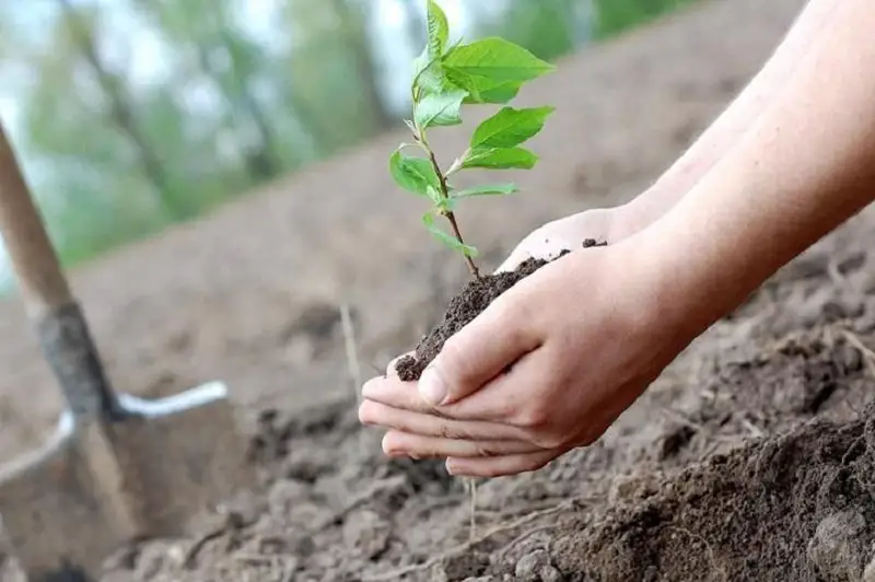 Почти полмиллиона саженцев деревьев и кустарников высадили весной в Атырауской области