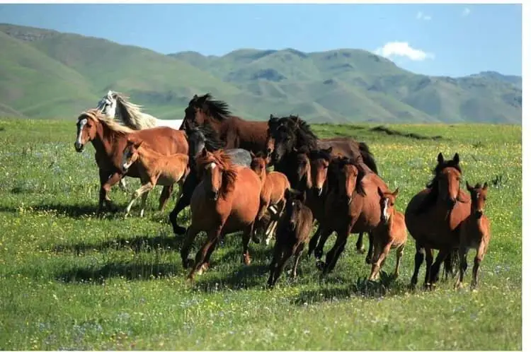 كۇڭگەيبايدىڭ سۇر جورعاسى - بەكەن قايرات ۇلى