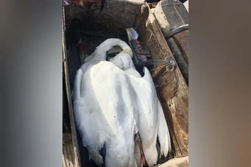 Застрелившего пару краснокнижных лебедей охотника задержали акмолинские полицейские