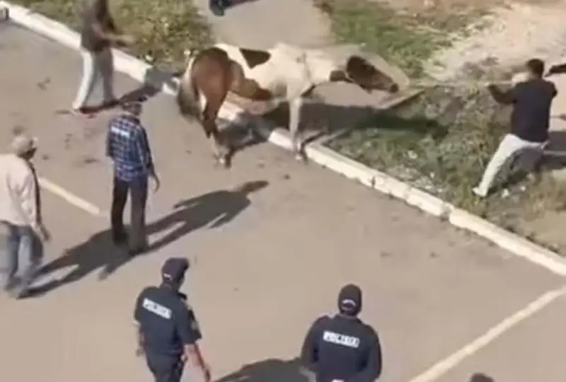 Бесхозных лошадей обнаружили на оживленной улице Нур-Султана