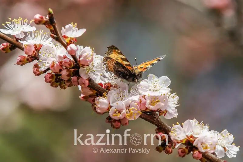 До 23 градусов тепла ожидается в апреле в СКО