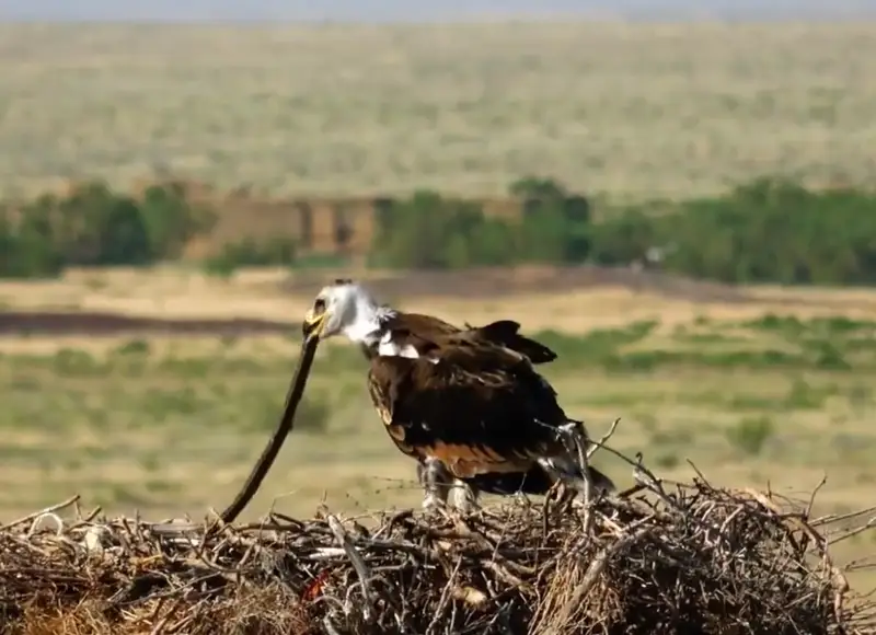 Степные орлы вывели птенцов на искусственных платформах в Костанайской области