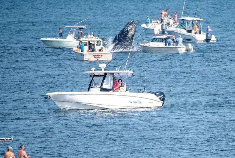 Кит столкнулся с рыбацкой лодкой у берегов штата Массачусетс