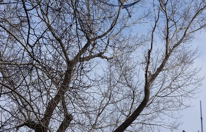 Ногу ребенка зажало в дереве в Петропавловске