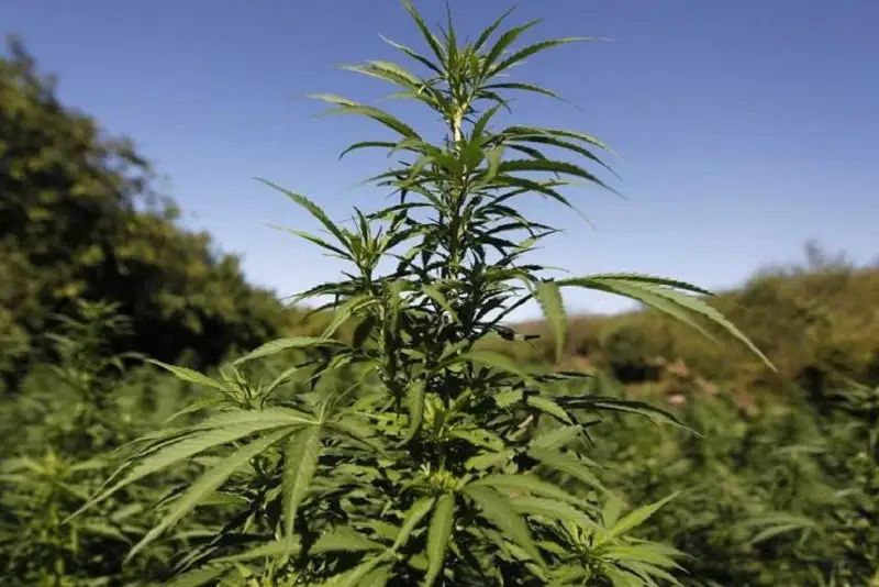 Крупный наркопосев выявили в Кызылординской области