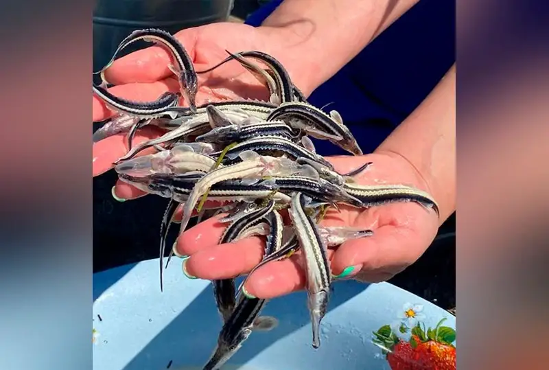 3,5 млн штук молоди севрюги выпустили в реку Урал