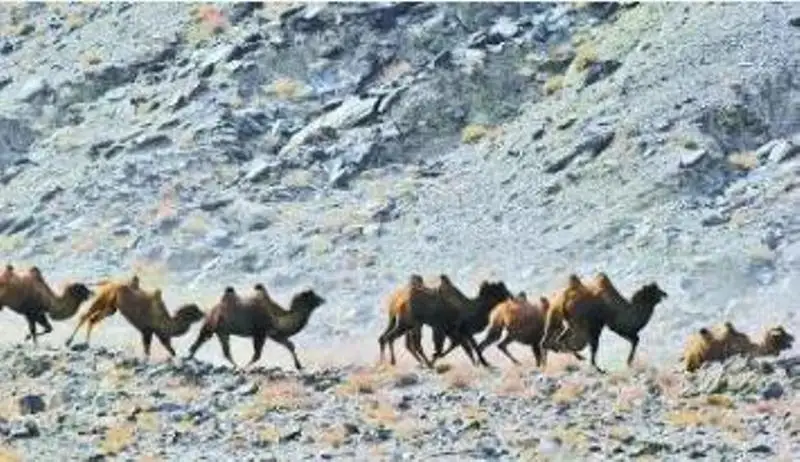 Сахарасында түйекиік сайрандаған «Қанамбар» - Шетелдегі қазақ тілді БАҚ-қа шолу