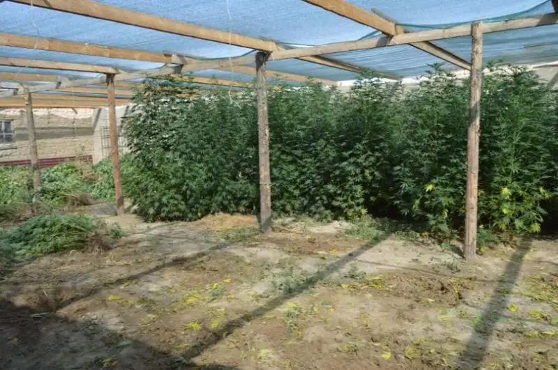 Полицейские изъяли 340 кг конопли у жителя Туркестанской области