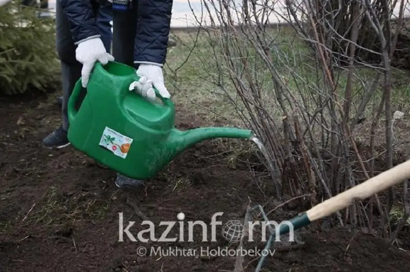 Более 600 тысяч саженцев высадят в Карагандинской области этой осенью