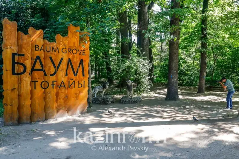 Алматының Баум тоғайында 3 мыңнан астам ағаш кесілетін болды