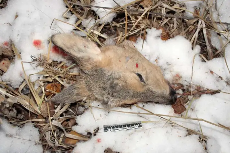 Браконьеры разделывали мясо сибирских косуль близ озера Жалтыр в СКО