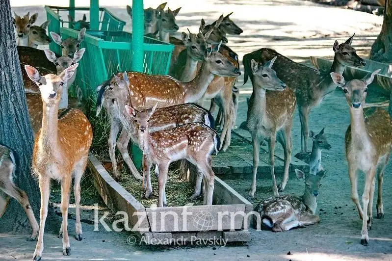 جانۋارلار تۋرالى زاڭ زووباقتاردىڭ جۇمىسىنا دا وڭ اسەر ەتە مە
