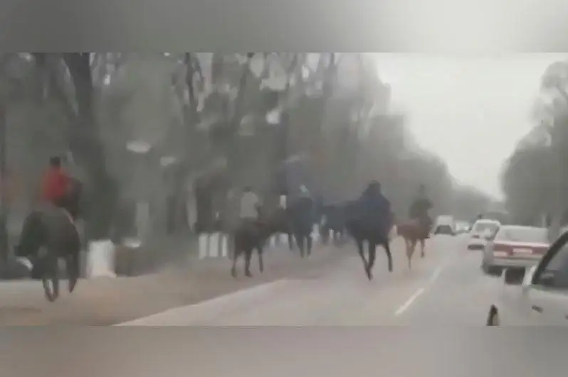 Кокпар на трассе в Алматинской области: организатора наказали