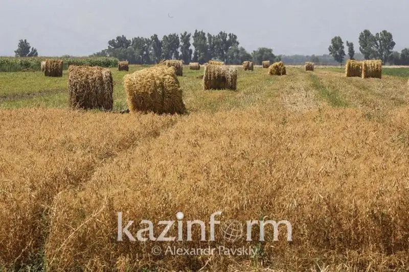 Площадь кормовых культур увеличили на 12,5% в этом году в Казахстане