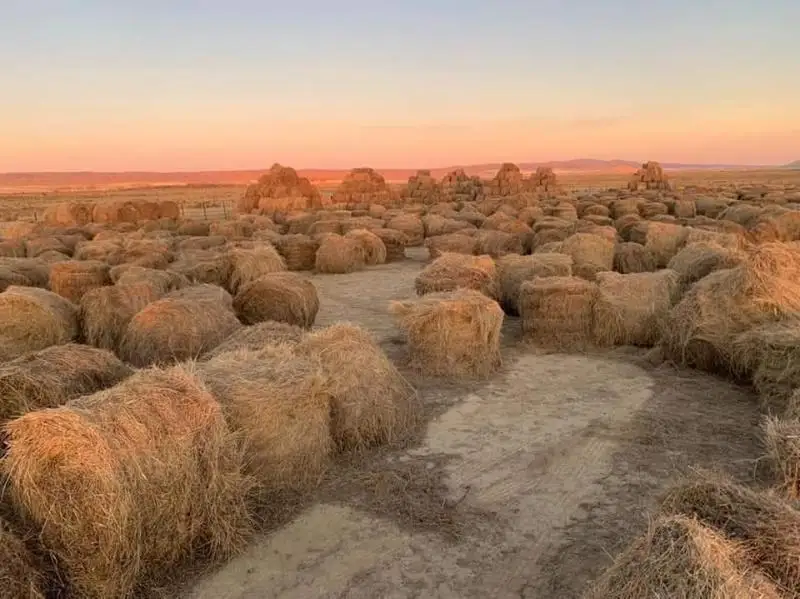 408 миллионов тенге получили операторы по перевозке кормов в Мангистауской области