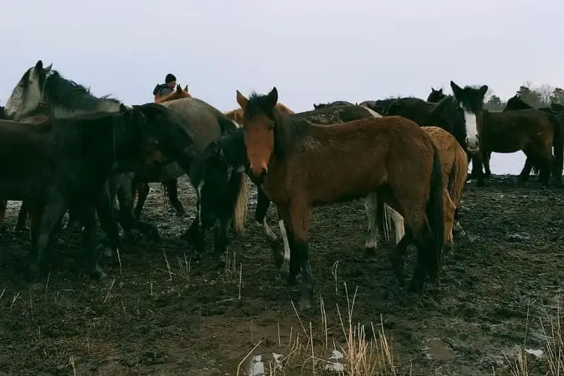 Табун лошадей спасли во время паводка в Актобе